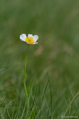 Renoncule amplexicaule — Ranunculus amplexicaulis L., 1753