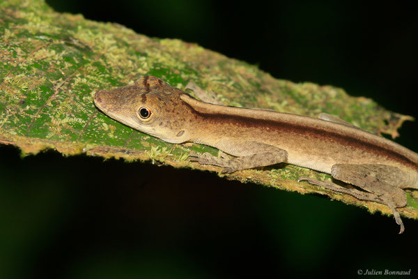 Anolis brun-doré — Norops fuscoauratus (d’Orbigny, 1837), (Sentier de la Mirande, Matoury, le 09/07/2015)