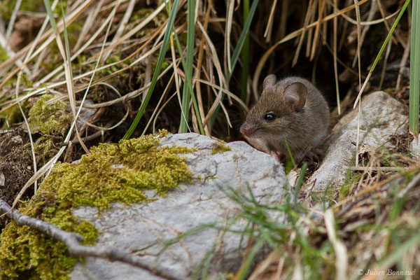 Mulot sylvestre — Apodemus sylvaticus (Linnaeus, 1758), (fort du Portalet, Etsaut (64), France, le 26/03/2021)