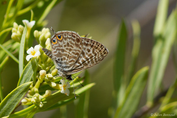 Azuré de Lang — Leptotes pirithous (Linnaeus, 1767)