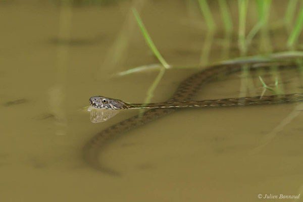 Couleuvre vipérine — Natrix maura (Linnaeus, 1758), (subadulte) (Adé (65), France, le 17/05/2021)