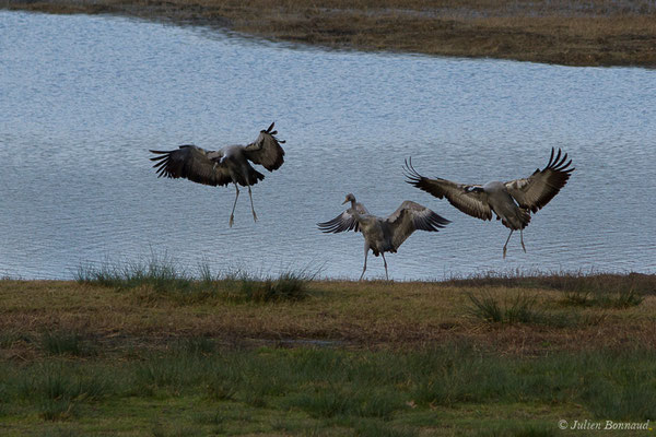 Grue cendrée – Grus grus (Linnaeus, 1758), (réserve des barthes de Saint-Martin-de-Seignanx (64), France, le 19/01/2019)