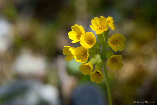 Coucou, Primevère officinale – Primula veris L., 1753, (Etsaut (64), France, le 06/05/2019)