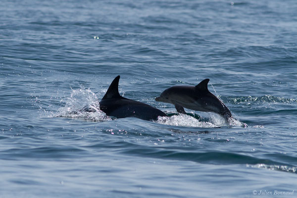 Dauphin commun, Dauphin commun à bec court ou Dauphin commun à bec long – Delphinus delphis Linnaeus, 1758, (Sagres (Vila do Bispo), Algarve (Portugal), le 31/08/2018)
