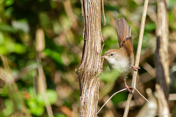 Bouscarle de Cetti (Cettia cetti) (Anglet (64), France, le 06/04/2018)