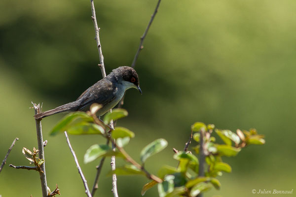 Fauvette mélanocéphale — Curruca melanocephala (Gmelin, JF, 1789), (mâle adulte) (Bidart (64), France, le 22/05/2019)