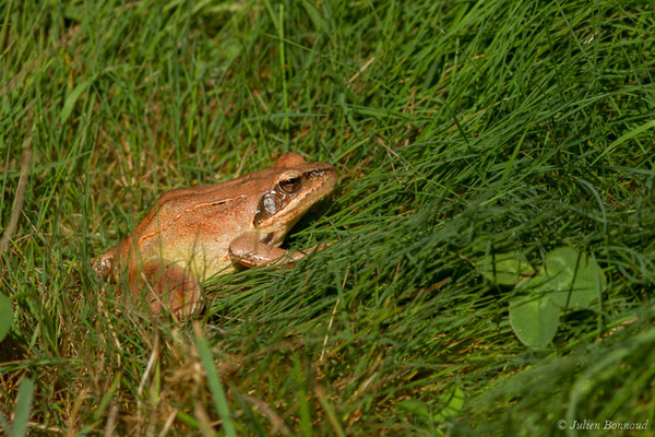 Grenouille agile — Rana dalmatina Fitzinger in Bonaparte, 1838, (adulte) (Saint-Jouvent (87), France, le 29/06/2018)
