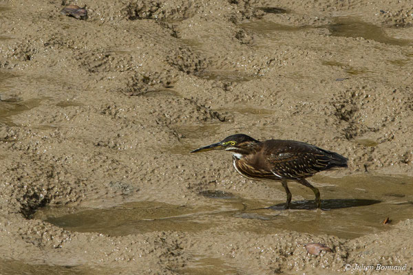 Héron strié — Butorides striata Linné, 1758, (immature) (Vieux port de Cayenne, Guyane, le 14/07/2017)