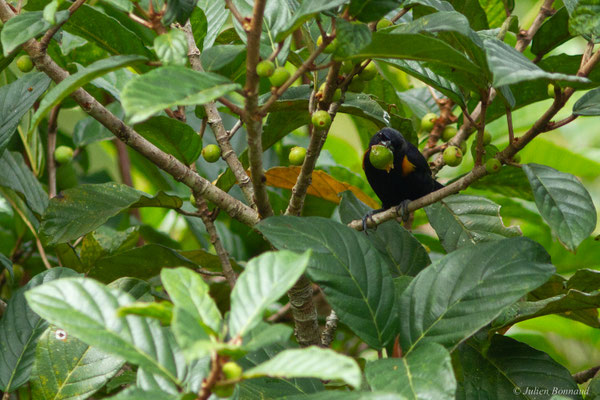 Organiste nègre — Euphonia cayennensis (Gmelin, 1789)