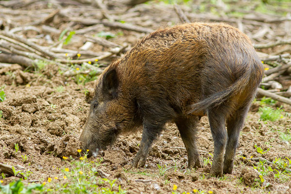 Sanglier — Sus scrofa Linnaeus, 1758, (La Ferme aux Cerfs, Le Houga (32), France, le 10/05/2023)