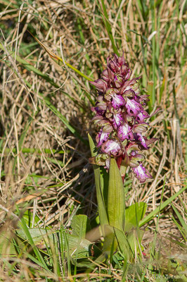 Orchis géant — Himantoglossum robertianum (Loisel.) P.Delforge, 1999, (La Crau (13), France, le 21/02/2020)