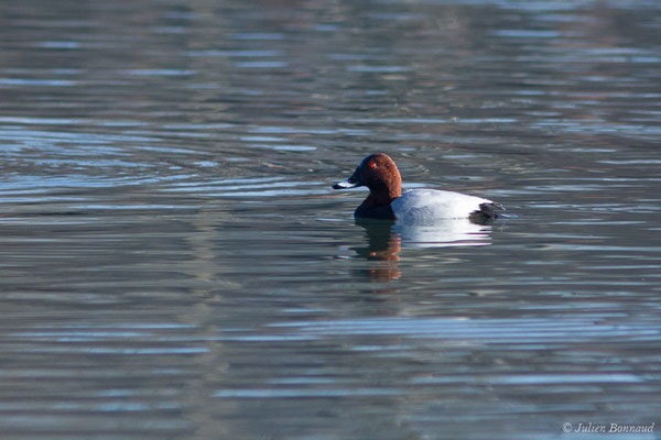 Fuligule milouin – Aythya ferina (Linnaeus, 1758), (mâle en plumage nuptial) (Saligue d'Artix (64), France, le 05/01/2019)