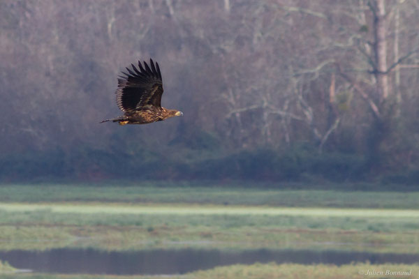 Haliaeetus albicilla (Linnaeus, 1758), (Réserve de chasse et de faune sauvage de Lesgau, Saint-Martin-de-Seignanx (40), France, le 22/11/2025)