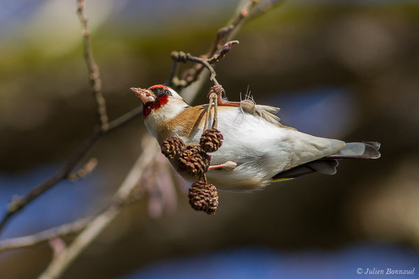 Chardonneret élégant — Carduelis carduelis (Linnaeus, 1758), (Artix (64), France, le 19/01/2020)