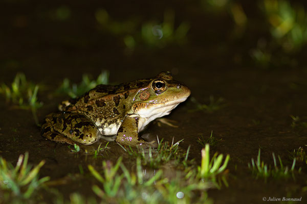 Grenouille de Pérez — Pelophylax perezi (Seoane, 1885), (Parc naturel du lac de Sanabria (Zamora), Espagne, le 05/07/2022)