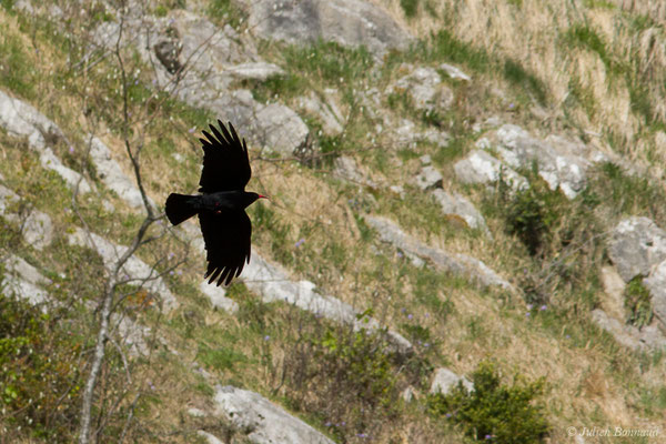 Crave à bec rouge — Pyrrhocorax pyrrhocorax (Linnaeus, 1758), (Fort du Portalet, Etsaut (64), France, le 16/04/2021)