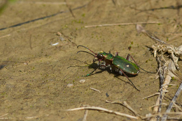 Cicindèle champêtre (Cicindela campestris) (Adé (65), France, le 19/05/2021)