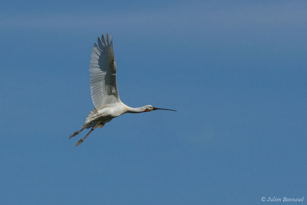 Spatule blanche — Platalea leucorodia Linnaeus, 1758, (adulte) (Anglade (33), France, le 20/06/2018)