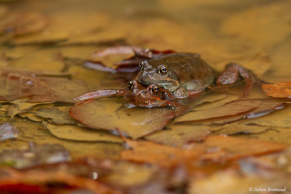Grenouille rousse — Rana temporaria Linnaeus, 1758