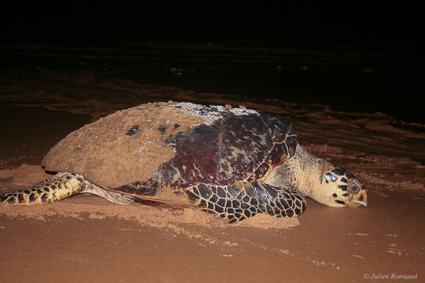 Tortue imbriquée — Eretmochelys imbricata (Linnaeus, 1766), (femelle qui regagne l'océan après la ponte) (Plage des Salines, Remire-Montjoly, Guyane, le 22/06/2015)