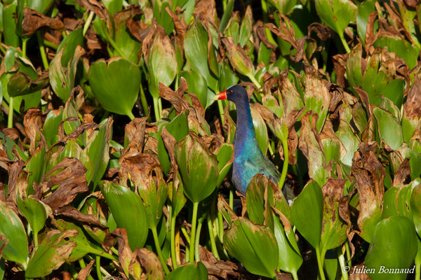 Talève violacée – Porphyrio martinicus (Linnaeus, 1766), (lac Marie-Claire, Kourou (973), France, le 04/12/2016)
