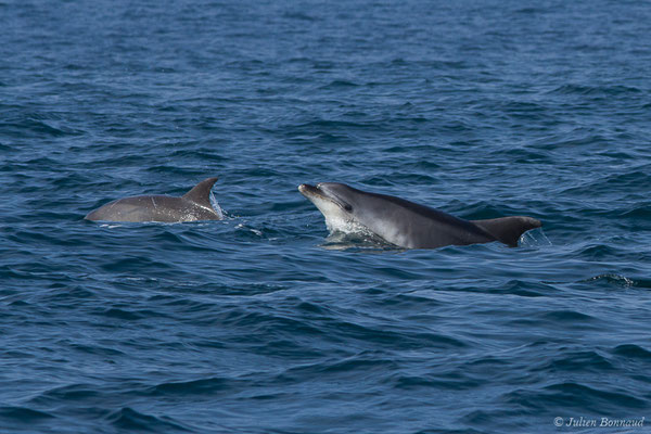 Grand dauphin commun ou Grand Dauphin – Tursiops truncatus (Montagu, 1821), (Saint-Jean-de-Luz (64), France, le 20/04/2019)
