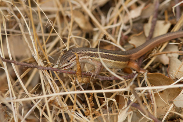 Psammodrome algire — Psammodromus algirus (Linnaeus, 1758)