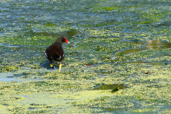 Gallinule d'Amérique — Gallinula galeata (Lichtenstein, 1818), (adulte), (lac Marie-Claire, Kourou, Guyane, le 04/12/2016)