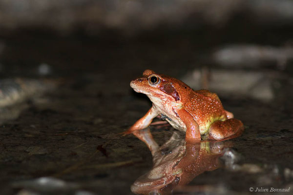 Grenouille rousse — Rana temporaria Linnaeus, 1758