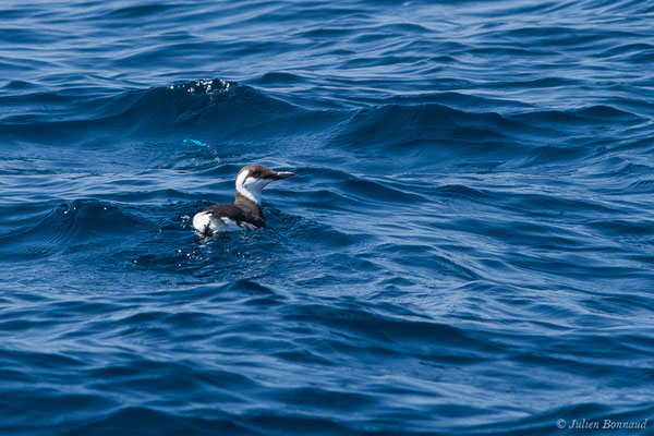 Guillemot de Troïl — Uria aalge (Pontoppidan, 1763), (plumage internuptial), (Saint-Jean-de-Luz (64), France, le 20/04/2019)