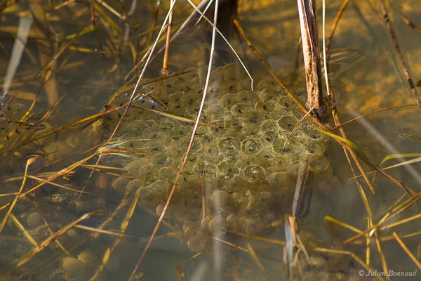 Grenouille rousse — Rana temporaria Linnaeus, 1758