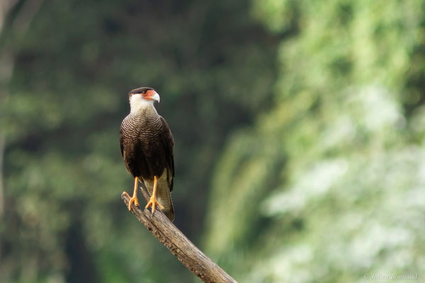 Caracara du Nord — Caracara plancus (Miller, 1777), (Kourou, Guyane, le 14/03/2017)