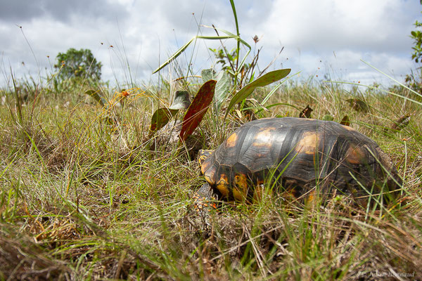 Tortue charbonnière — Chelonoidis carbonarius (Spix, 1824), (mâle adulte) (Centre Spatial Guyanais, Kourou (Guyane), le 17/02/2017)