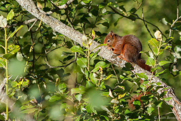 Écureuil roux — Sciurus vulgaris Linnaeus, 1758