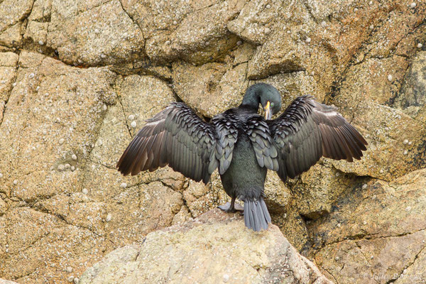 Cormoran huppé — Phalacrocorax aristotelis (Linnaeus, 1761), (Réserve naturelle nationale des Sept-Îles, Perros-Guirec (22), France, le 05/07/2021)