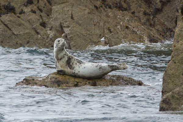 Phoque gris – Halichoerus grypus (Fabricius, 1791), (Réserve naturelle nationale des Sept-Îles, Perros-Guirec (22), France, le 05/07/2021)