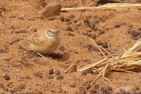 Ammomane élégante — Ammomanes cinctura (Gould, 1839), (Parc national d'Iriqui (Souss-Massa-Draâ, Guelmim-Es Semara), Maroc, le 12/02/2023)
