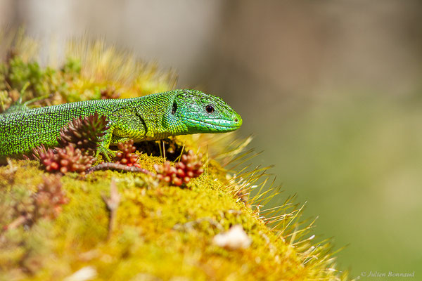 Lézard à deux raies — Lacerta bilineata (Daudin, 1802)