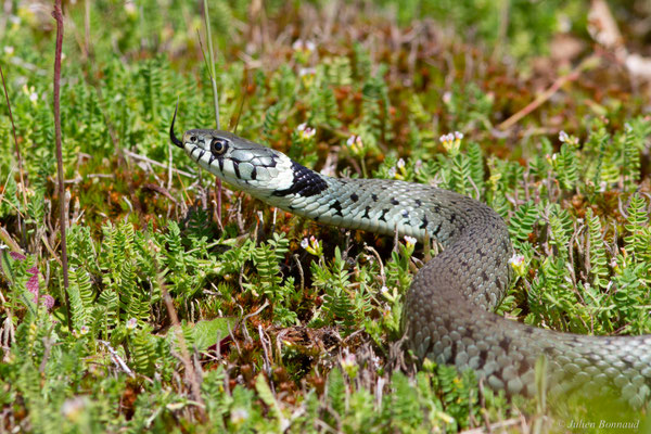 Couleuvre helvétique — Natrix helvetica (Lacepède, 1789)