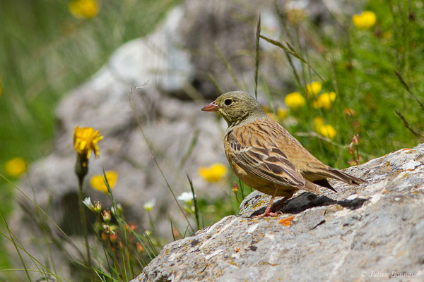 Bruant ortolan — Emberiza hortulana Linnaeus, 1758, (mâle adulte) (Col du Pourtalet, Laruns (64), France, le 22/06/2019)