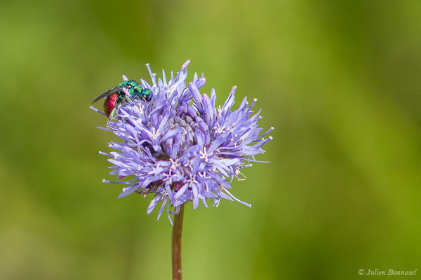 Guêpe coucou ou Guêpe dorée (Chrysis ignita) (Pontonx-sur-l'Adour (40), le 25/05/2020)