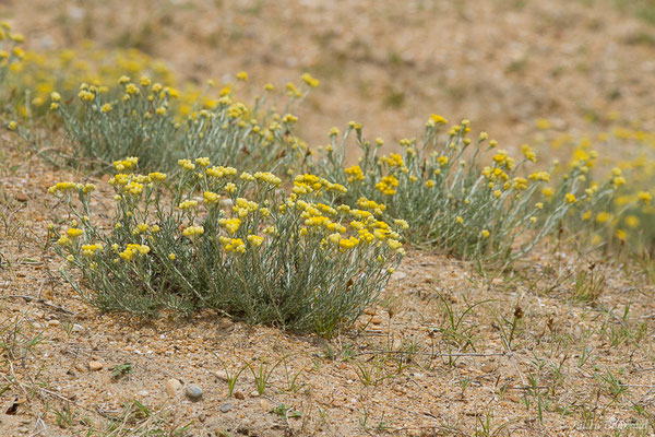 Immortelle des dunes — Helichrysum stoechas (L.) Moench, 1794