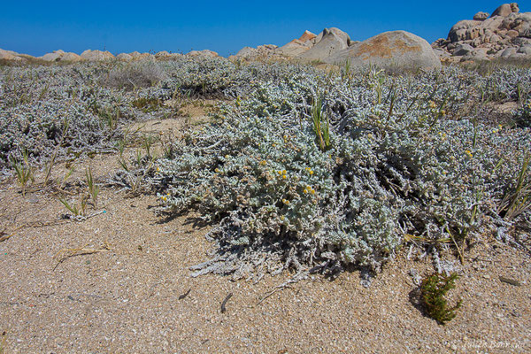 Diotis cotonneuse — Achillea maritima (L.) Ehrend. & YPGuo, 2005, (Îles Lavezzi, Bonifacio (2A), France, le 07/09/2019)