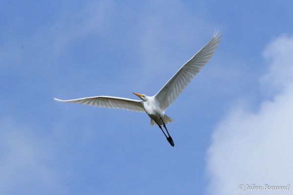 Grande Aigrette — Ardea alba Linnaeus, (Matiti, Guyane, le 15/04/2016)