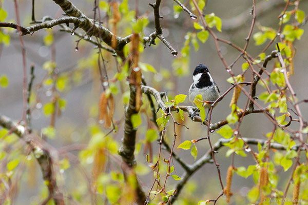 Mésange noire – Periparus ater (Linnaeus, 1758), (Etsaut (64), France, le 20/04/2022)