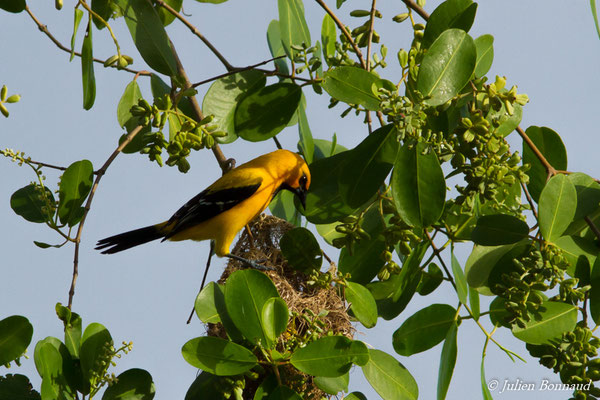 Oriole jaune (Icterus nigrogularis) (adulte) (Ponton des pêcheurs, Kourou, le 25/01/2017)