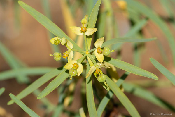 Euphorbe de Lamarck — Euphorbia lamarckii Sweet, (Tafedna, (Marrakech-Tensift-Al Haouz), Maroc, le 25/01/2023)