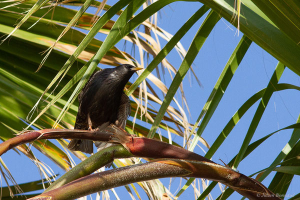 Étourneau sansonnet — Sturnus vulgaris Linnaeus, (Parc Naturel du Delta de l'Ebre (Catalogne), Espagne, le 07/06/2022)