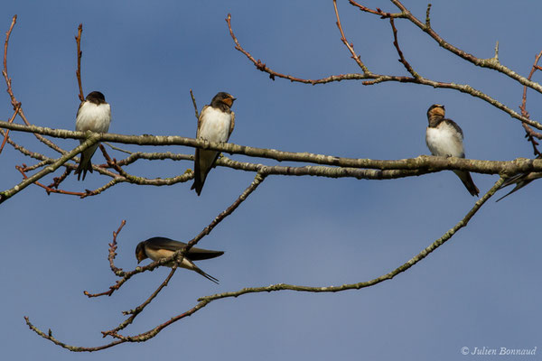 Hirondelle rustique (Hirundo rustica) (Parbayse (64), France, le 15/09/2017)