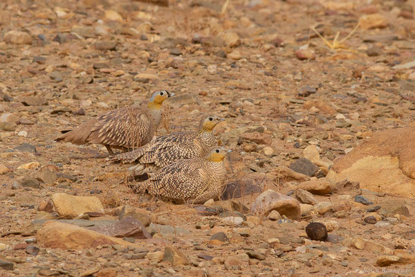 Ganga couronné — Pterocles coronatus Lichtenstein, 1823, (Parc national d'Iriqui (Souss-Massa-Draâ, Guelmim-Es Semara), Maroc, le 12/02/2023)